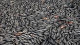 National awards for Meghalaya’s fish farmers - The Shillong Times