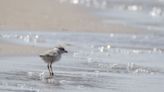 Montrose Beach’s new piping plover family loses a chick