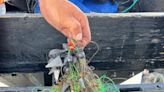 More than 100 scuba divers give Okaloosa Island Pier an underwater deep cleaning