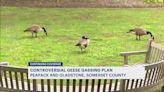 Peapack-Gladstone residents, business owners split on decision to euthanize geese in borough