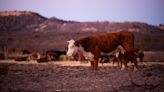 Ted Cruz and Ronny Jackson push legislation to help ranchers who lost livestock in Panhandle wildfires