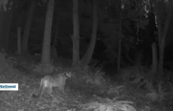 Uh oh! Cougar spotted on same trail as missing zebra wandering North Bend