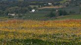 Explosión de color primaveral: la floración silvestre llega con fuerza a zonas como la Serranía de Ronda