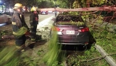 LLuvia en ZMG: Cientos de árboles caen