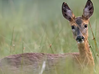 Men sentenced for hunting deer and hares with dogs