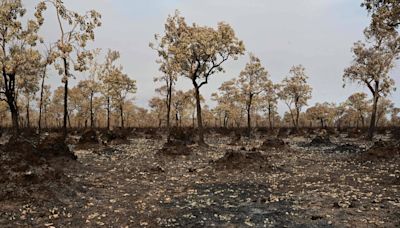 Experimento científico da UFMS no pantanal causou incêndio acidental em reserva privada, diz laudo