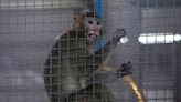 Plan for $400 million monkey-breeding facility in Georgia draws protest