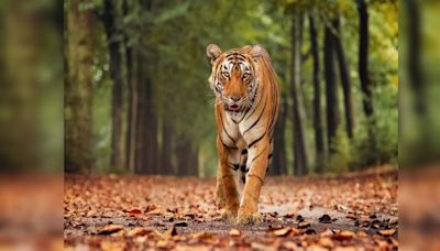 Chasing tigers: Countries with maximum tiger population