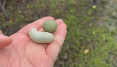 雞界「藍寶堅尼」產蛋 10元硬幣大小形狀如冬瓜