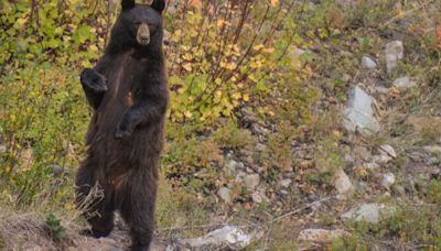 Family stricken with rare brain worms after eating undercooked bear