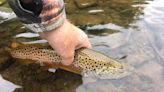 Experimenting with different mayflies for trout can equal success on the water