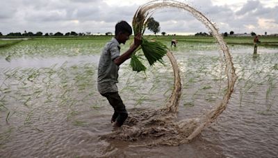 Govt study predicts significant decline in yields of rice, wheat and maize by 2080 due to climate change | Mint