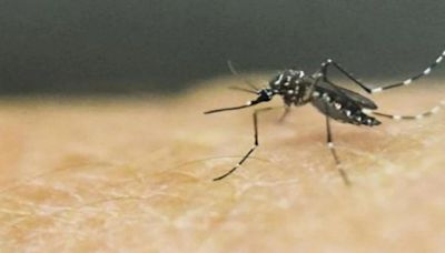 Vacuna del dengue llegó a Colombia y precio está por las nubes; tiene 90 % de efectividad