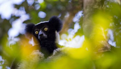 Madagascan lemur ‘honks’ are music to our ears