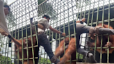 影／硬闖動物園惹怒猩猩！19歲男跨越柵欄 慘遭失控狠抓…下秒直接被抬起