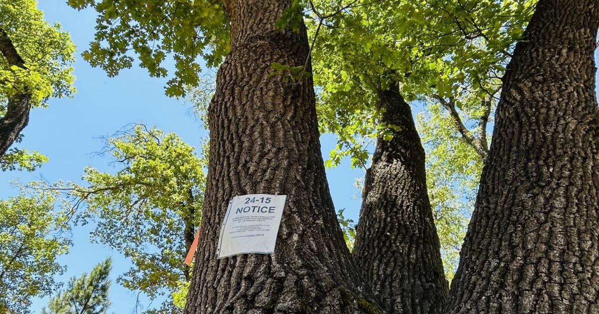 Tree removal for the safety of all and use permit approved for long-awaited tap room