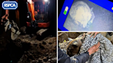 Moment dog pulled from 20m-deep culvert after 40-hour operation using thermal imaging