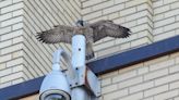 Montreal peregrine falcon chicks take first flights into a world full of danger