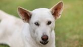 Blind and Deaf Dog's Reaction to Mom Coming Home Is Just the Best