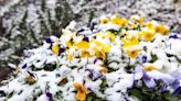 Winter Pansy Care Guide: How to Grow This Cold-Hardy Flower