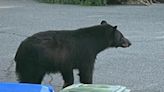Animal Welfare League Reports Bear Sightings in Arlington Area