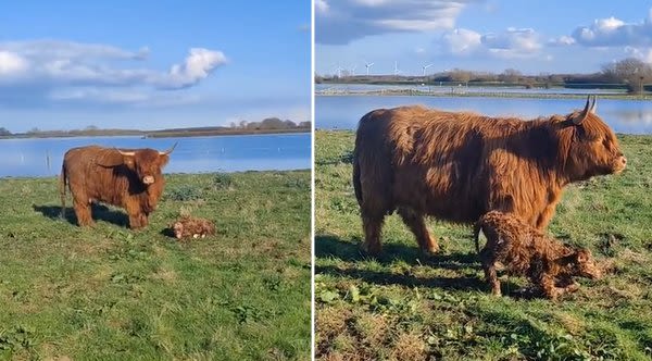 Couple Discovers Highland Cow Just Had A Baby