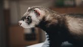 Story of Stolen Ferret Returned to Pet Store Raises So Many Questions