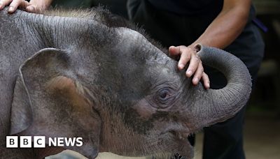 World's smallest elephant slides towards extinction