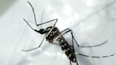 La sofisticada audición de los mosquitos, un posible objetivo para su control
