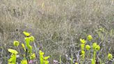 Tread carefully on tour of Florida Panhandle's exotic wildflowers