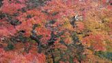 Fall foliage in the Finger Lakes 2023: Where to see peak colors this weekend