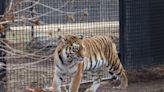 Rolling Hills Zoo welcomes female Amur tiger, one of the most endangered species