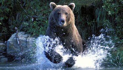 "The ferocity of bears is real" – Fat Bear Week off to grizzly start after shocked viewers witness deadly battle in the wild