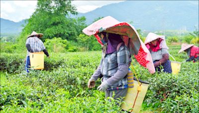 守護台東紅烏龍 茶農力抗外國茶