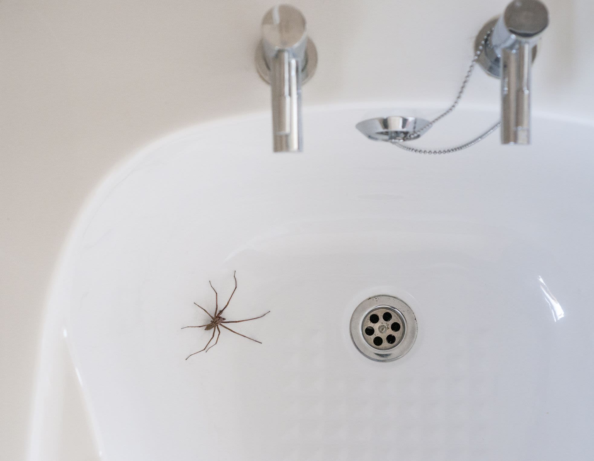 17 Simple Ways to Keep Spiders Away from Your Home Naturally