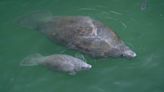 Save the seagrass, lagoons and manatees