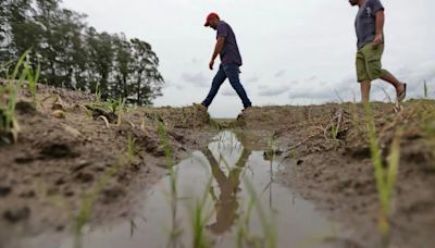 Crece la crisis del agro en Brasil en medio de las inundaciones, la polémica por el arroz importado y la competencia de Argentina