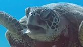 Moment turtle chokes on plastic exposes horrific scale of ocean pollution