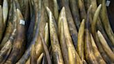 Southern African states make fresh pitch to trade $1 billion ivory stockpile
