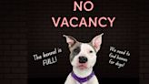 ‘NO VACANCY’: Cleveland Kennel full of dogs who ‘urgently need to find homes’