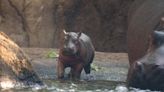 Graeter’s brings back popular flavor in celebration of Cincinnati Zoo’s newest hippo