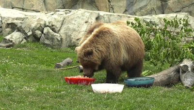 RAW VIDEO: Orphaned Alaskan Bears Celebrate 4th July Holiday At Chicago's Brookfield Zoo