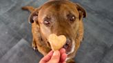 Ginger for Dogs: Vets on What You Need to Know Before Feeding the Spice to Your Pup