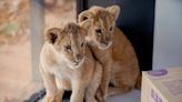 Lion Cubs from War-Torn Ukraine On Their Way to Minnesota Sanctuary: 'We Wanted to Do Our Part'