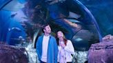 Fin-natic experience: SEA LIFE Orlando Aquarium kicks off ‘Summer of Sharks’