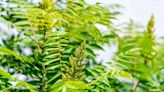 What Is Poison Sumac?