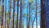 A Hiker's Path: Sunny skies, warm temps at Strahl Lake in Brown County State Park