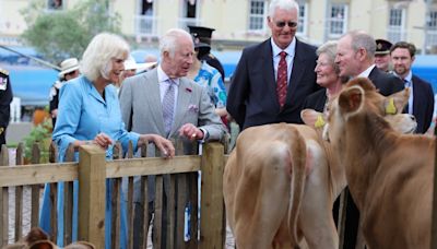 Charles und Camilla auf Jersey: Sieben junge Kühe für den König