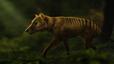 Was extinct Tasmanian tiger seen on new video? Experts weigh in