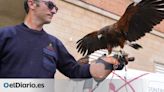 Barcelona hará volar halcones por la ciudad para reducir la población de palomas